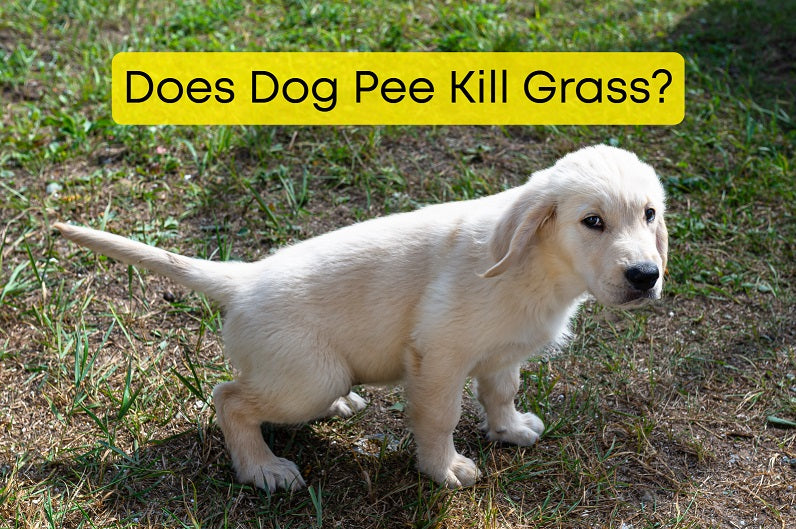 Does Dog Pee Kill Grass?