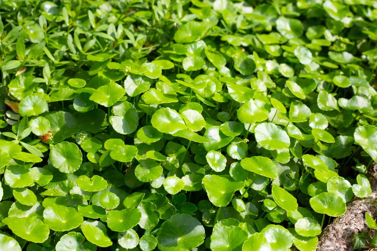 Types of Weeds