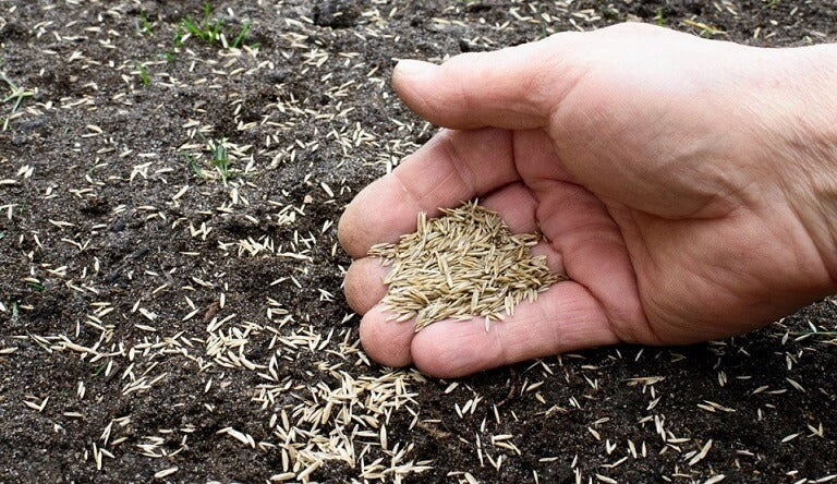 How to Plant Grass on an Existing Lawn
