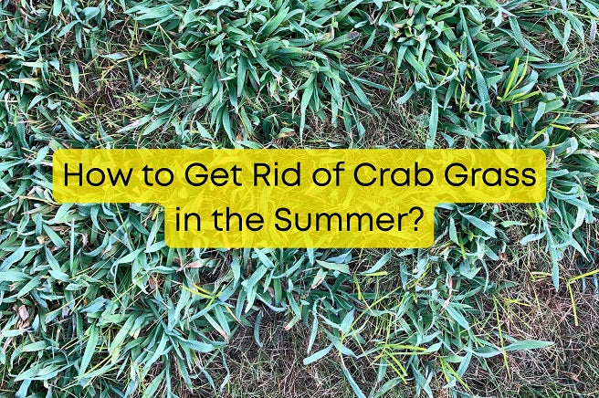 How to Get Rid of Crab Grass in the Summer?