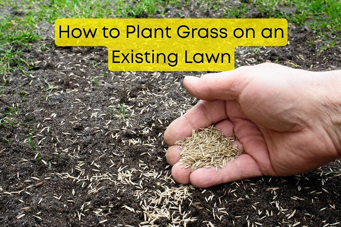 How to Plant Grass on an Existing Lawn