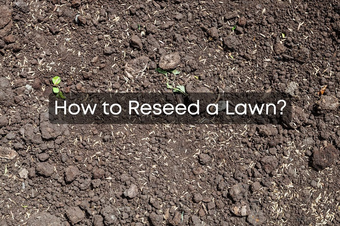 How to Reseed a Lawn?