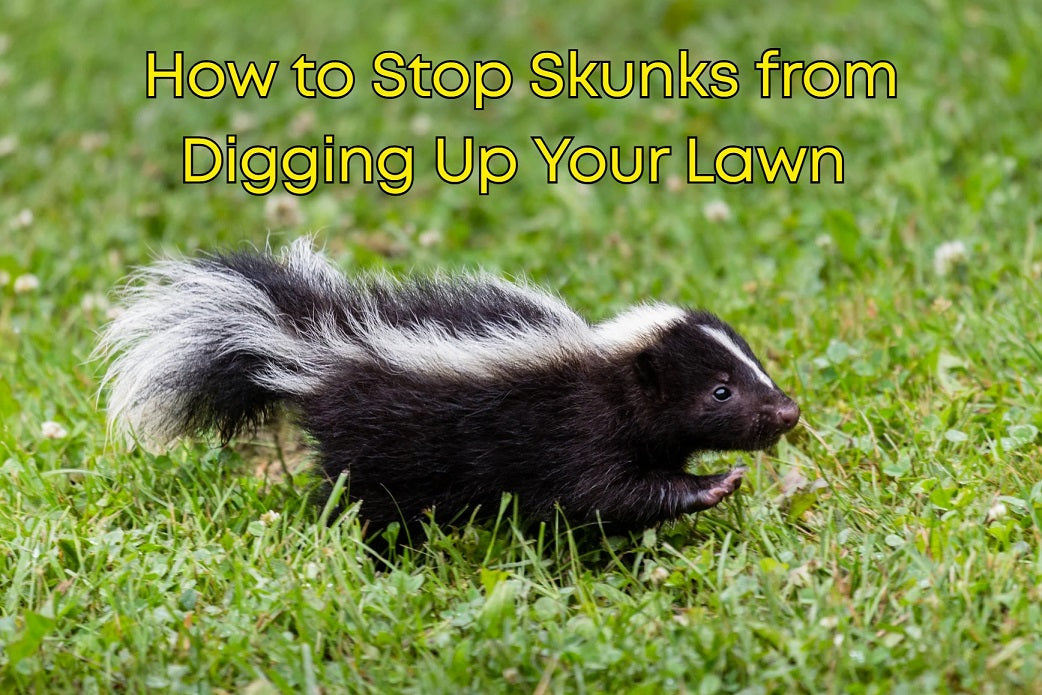 How to Stop Skunks from Digging Up Your Lawn