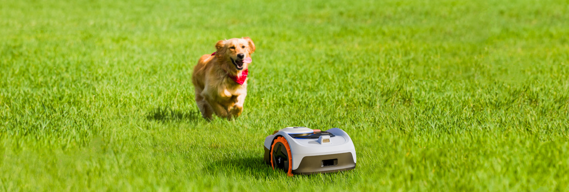 Segway Navimow robot mower on lawn with golden retriever