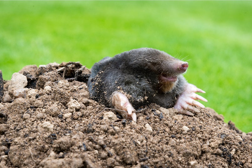 How to Get Rid of Moles in Your Yard?