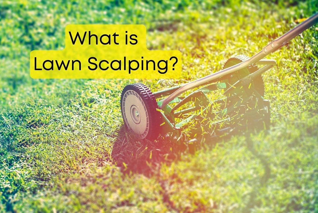 What is lawn scalping