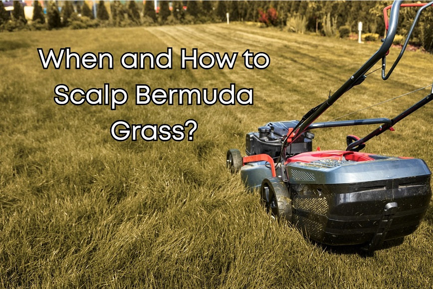 When and how to scalp Bermuda grass