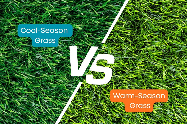 cool-season vs warm-season grass