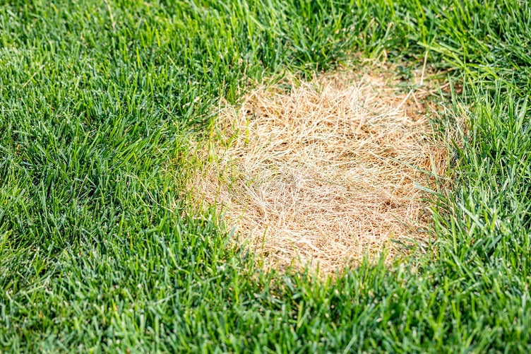 Why is My Grass Turning Yellow