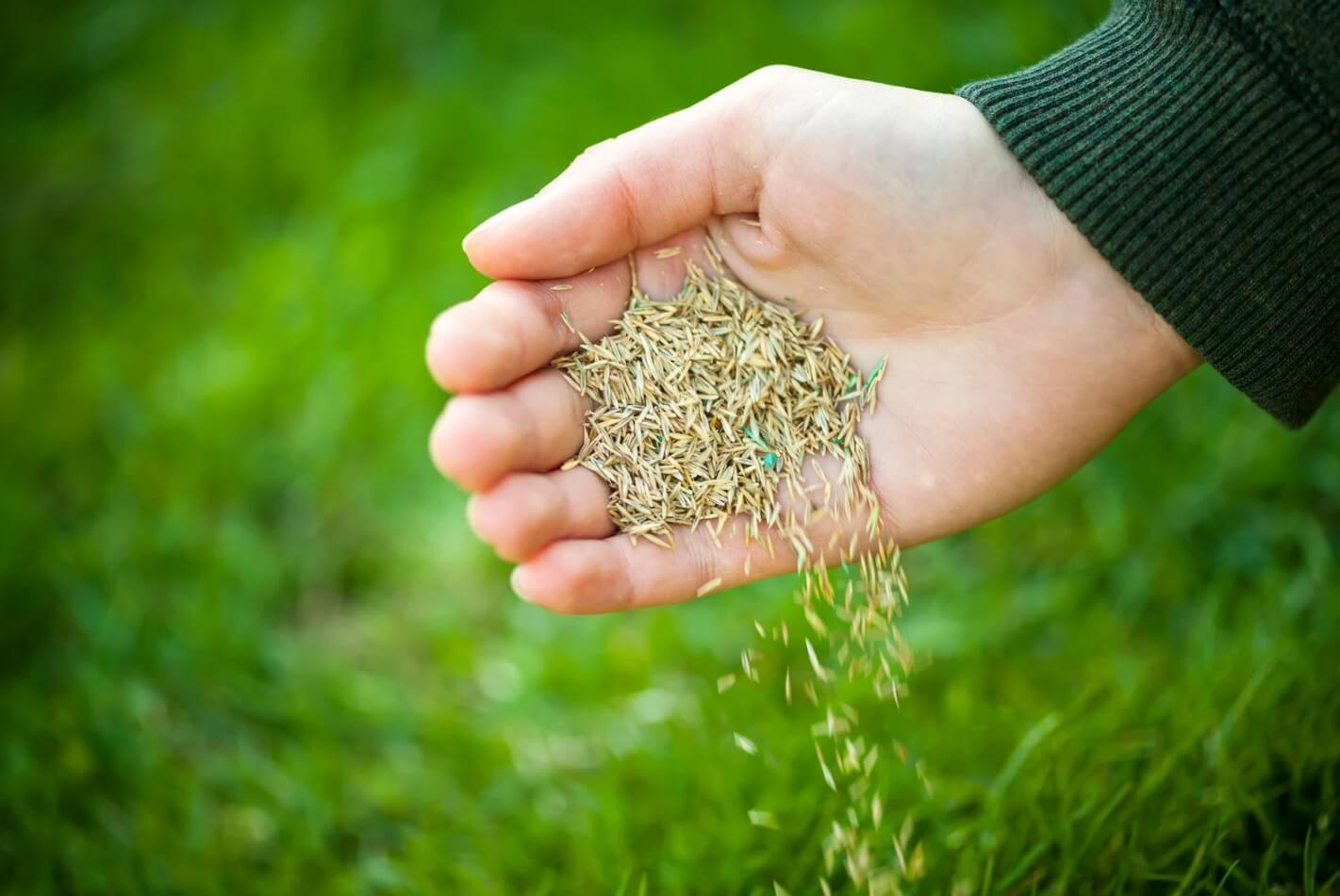 When is the Best Time to Plant Grass Seed?