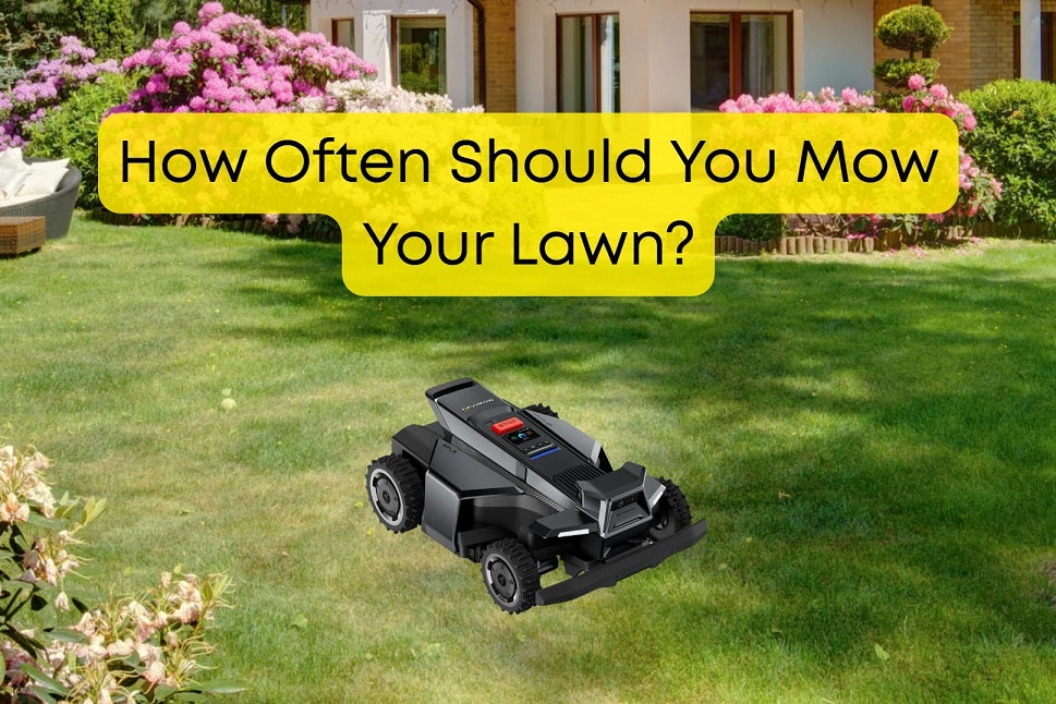 How Often Should You Mow Your Lawn?