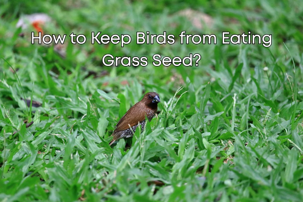 How to Keep Birds from Eating Grass Seed?