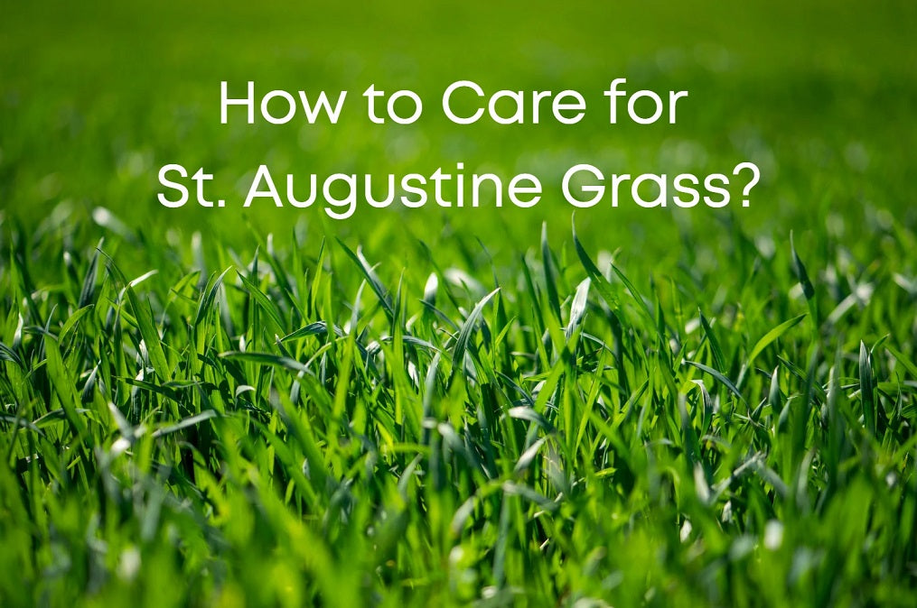 Healthy St. Augustine grass lawn with Segway Navimow Series