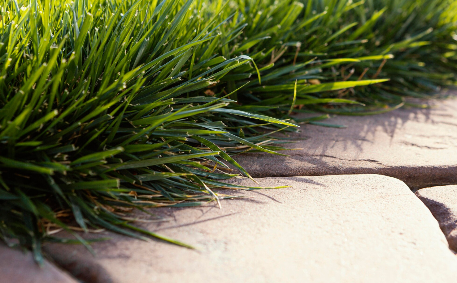 to cut long grass on the lawn edge