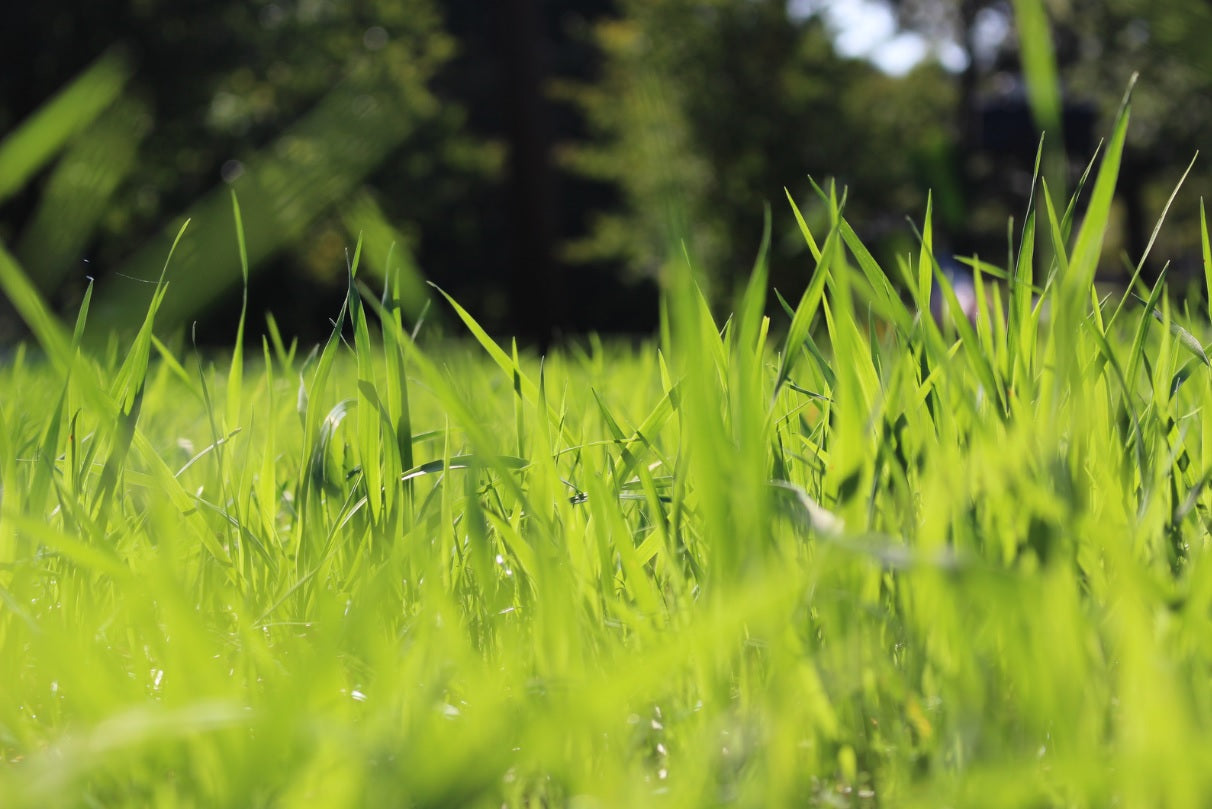 How to Take Care of Tall Fescue Grass in Summer?