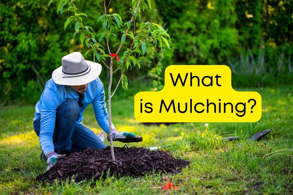 What is Mulching