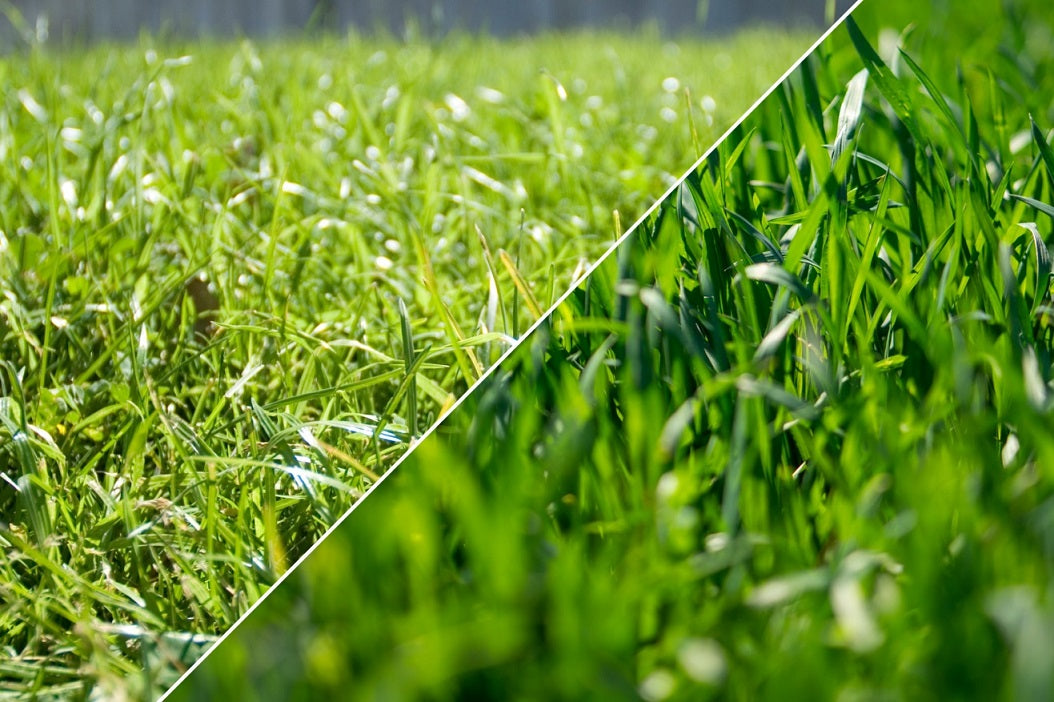 Bermuda Grass vs. St. Augustine Grass