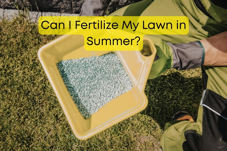 Can I Fertilize My Lawn in Summer?