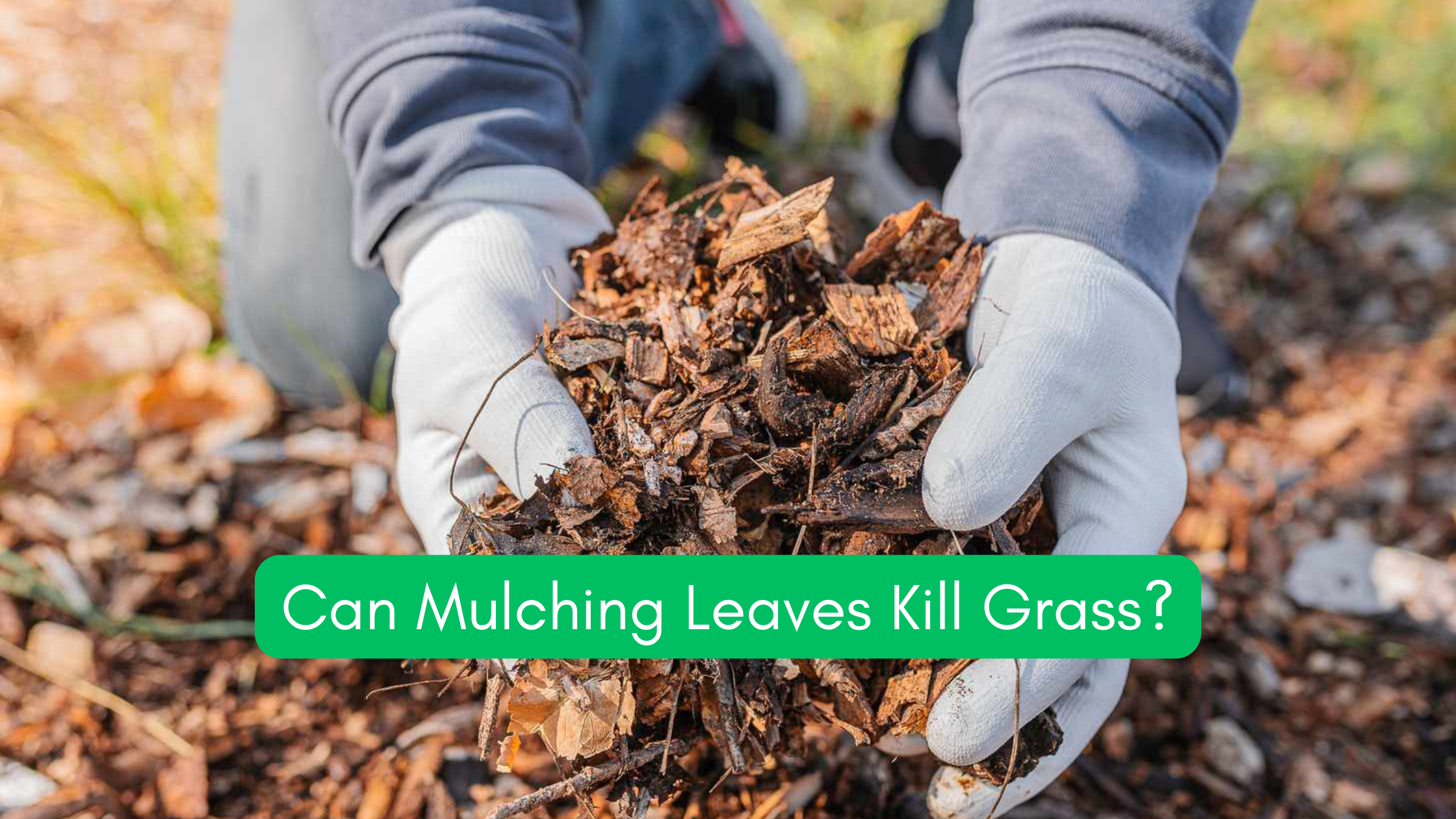 Mulched leaves in hands, lawn care with Segway Navimow series