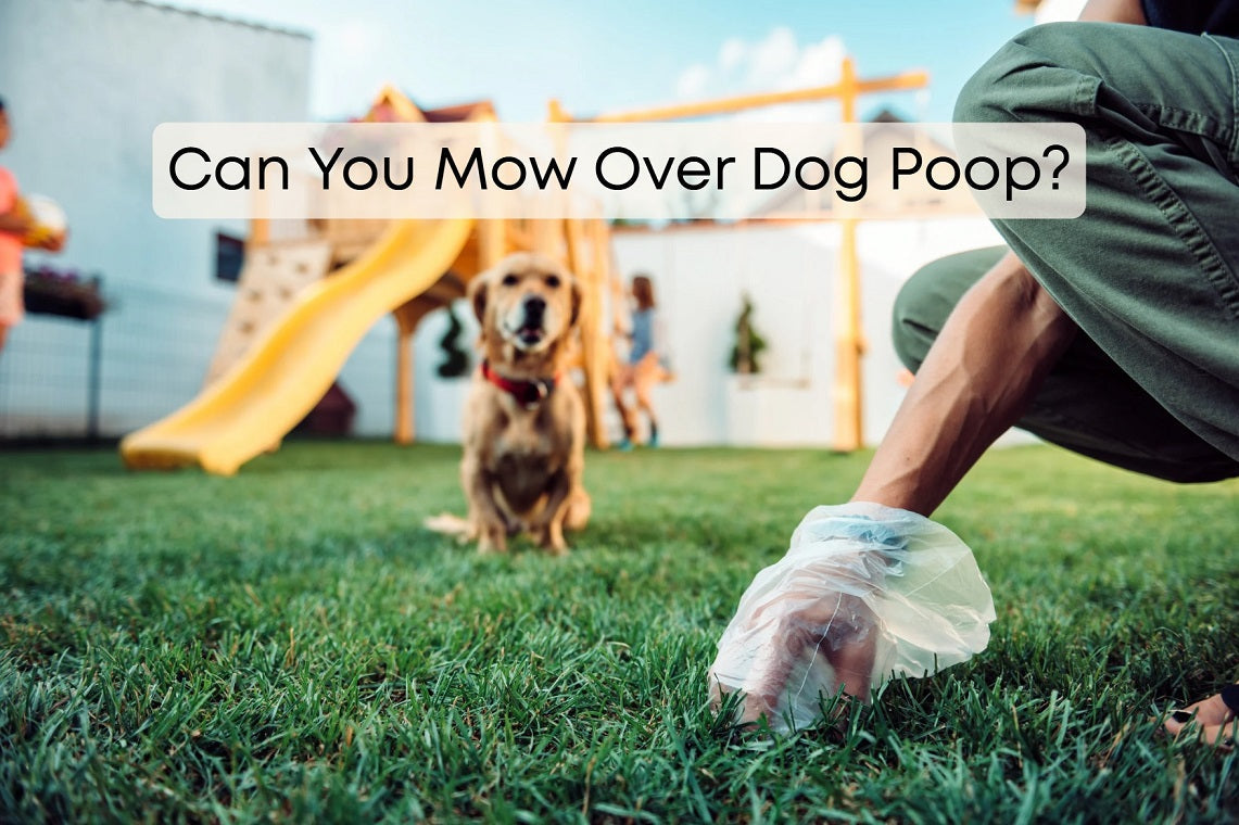 Can You Mow Over Dog Poop