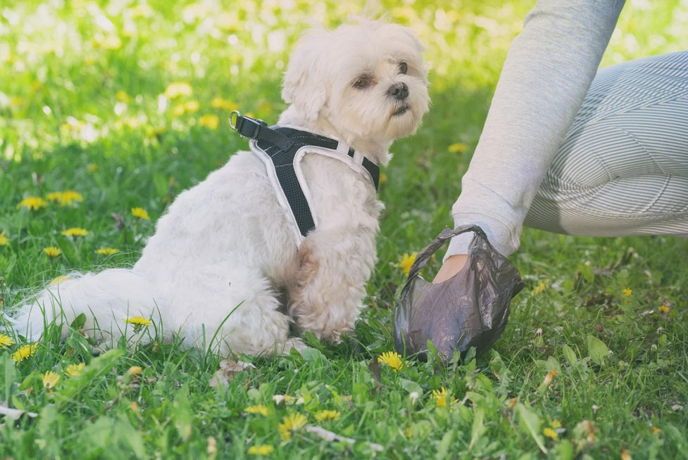 Can You Mow Over Dog Poop?