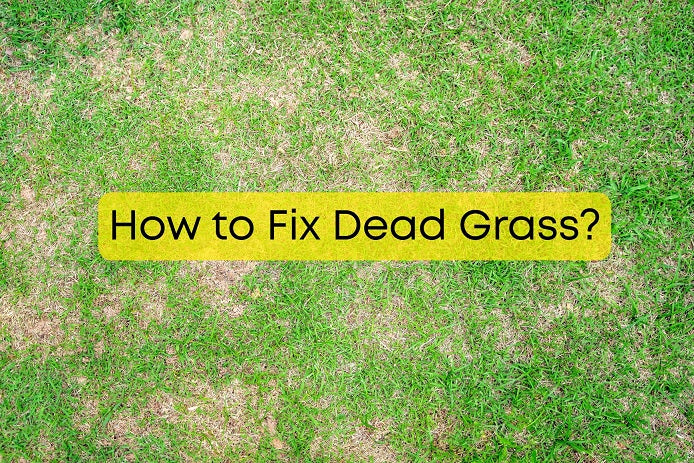 How to fix dead grass?