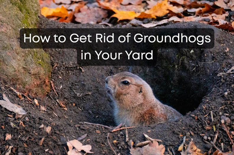 How to Get Rid of Groundhogs in Your Yard