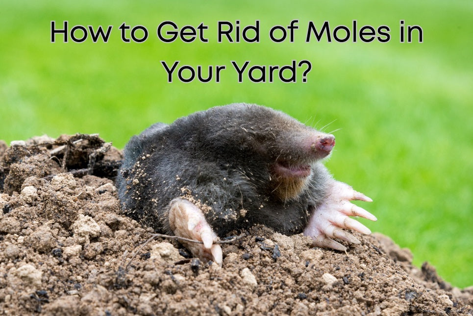 How to Get Rid of Moles in Your Yard?
