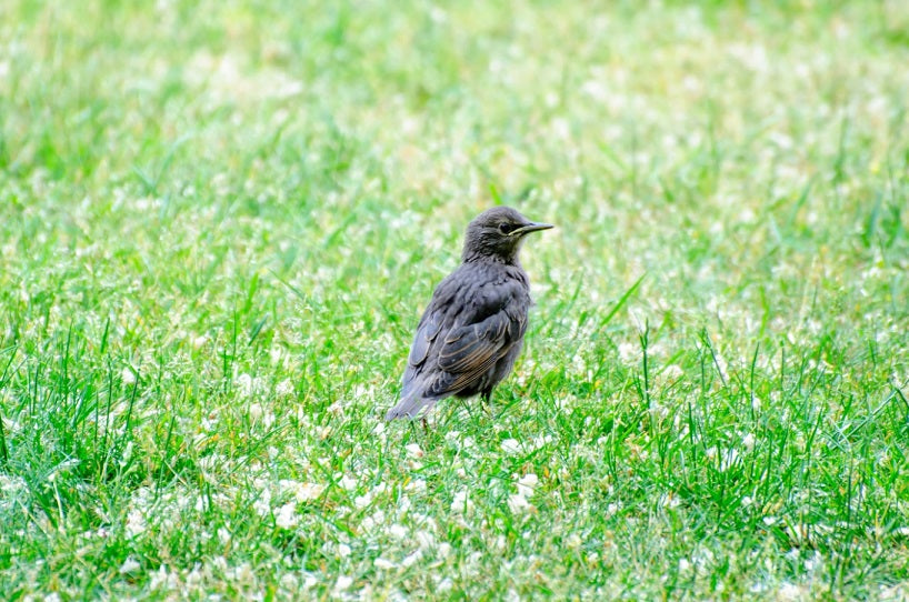 How to Keep Birds from Eating Grass Seed?