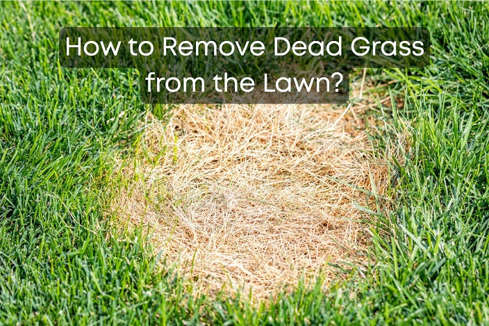 How to Remove Dead Grass from the Lawn?