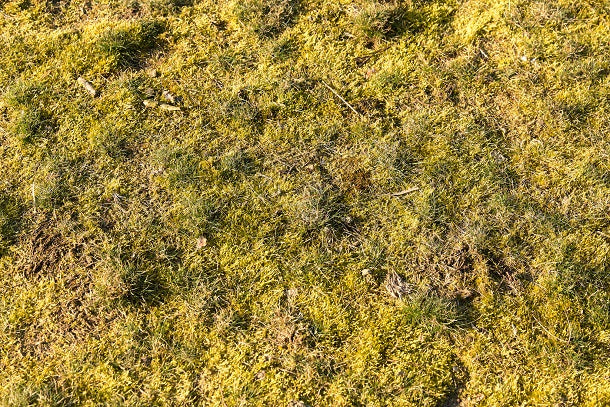 How to Get Rid of Moss in Lawn?