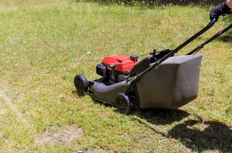 Should You Scalp Your Lawn Before Winter?