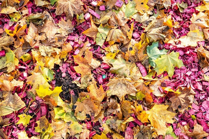 Can Mulching Leaves Kill Grass?