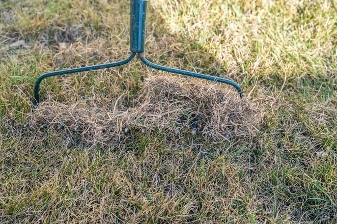 How to Fix Dead Grass?