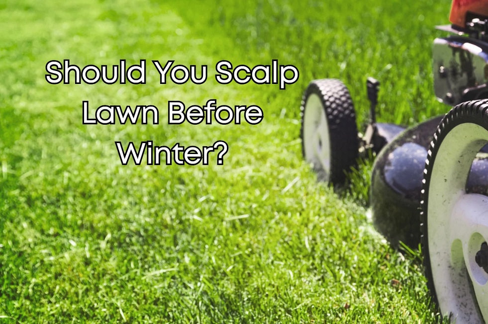 Should you scalp lawn before winter