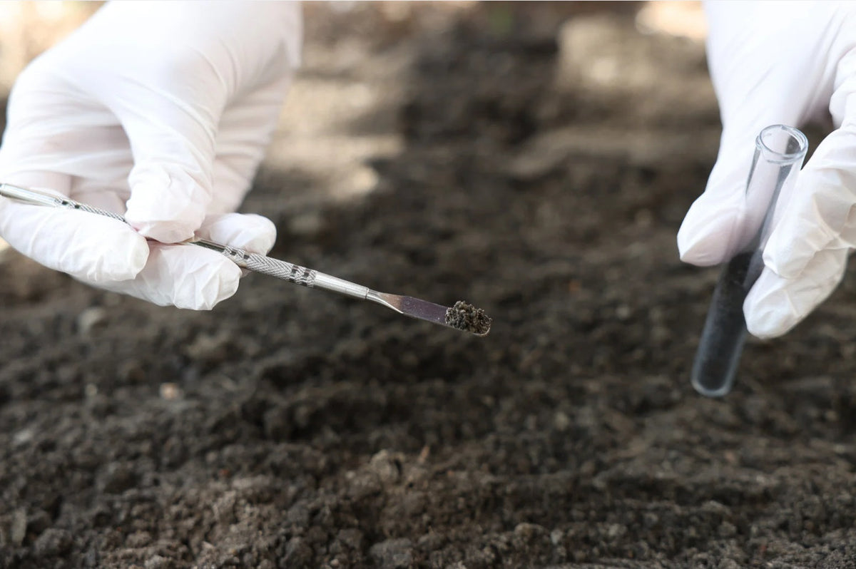Lawn Soil Testing