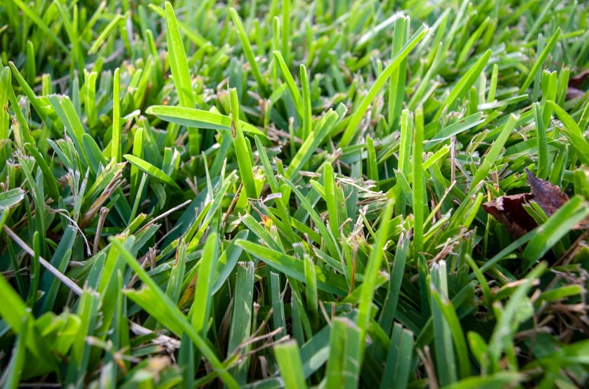 How to Care for St. Augustine Grass?