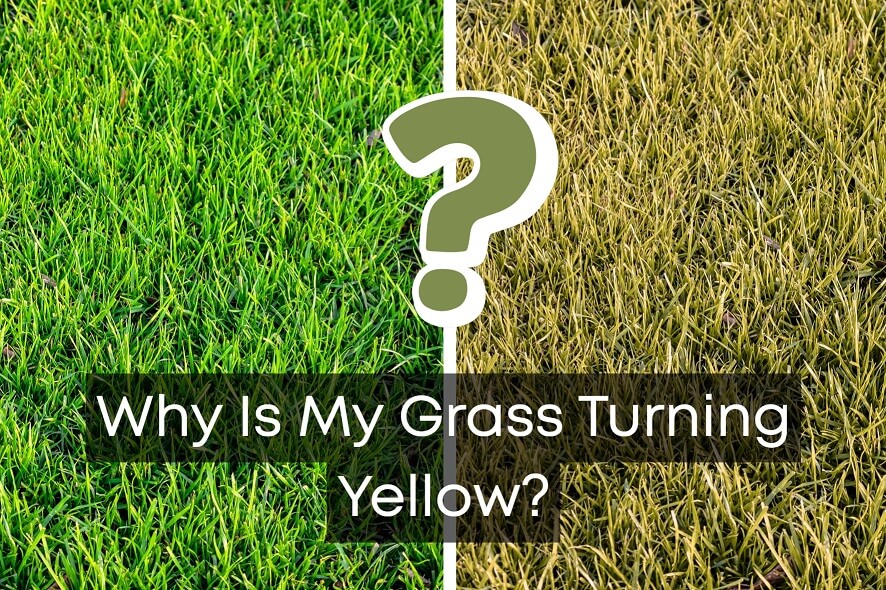 why is my grass turning yellow