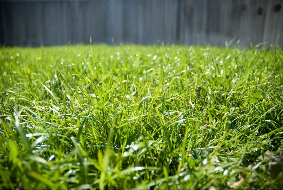When and How to Scalp Bermuda Grass?