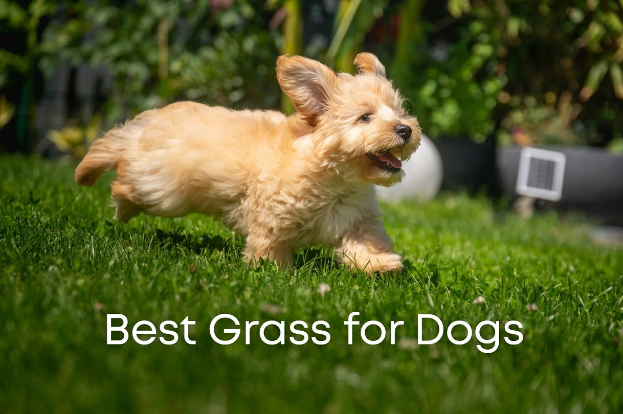 Best grass for dogs