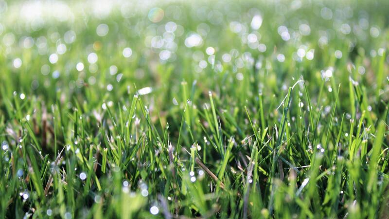 Wet grass close-up for Segway Navimow robot mower
