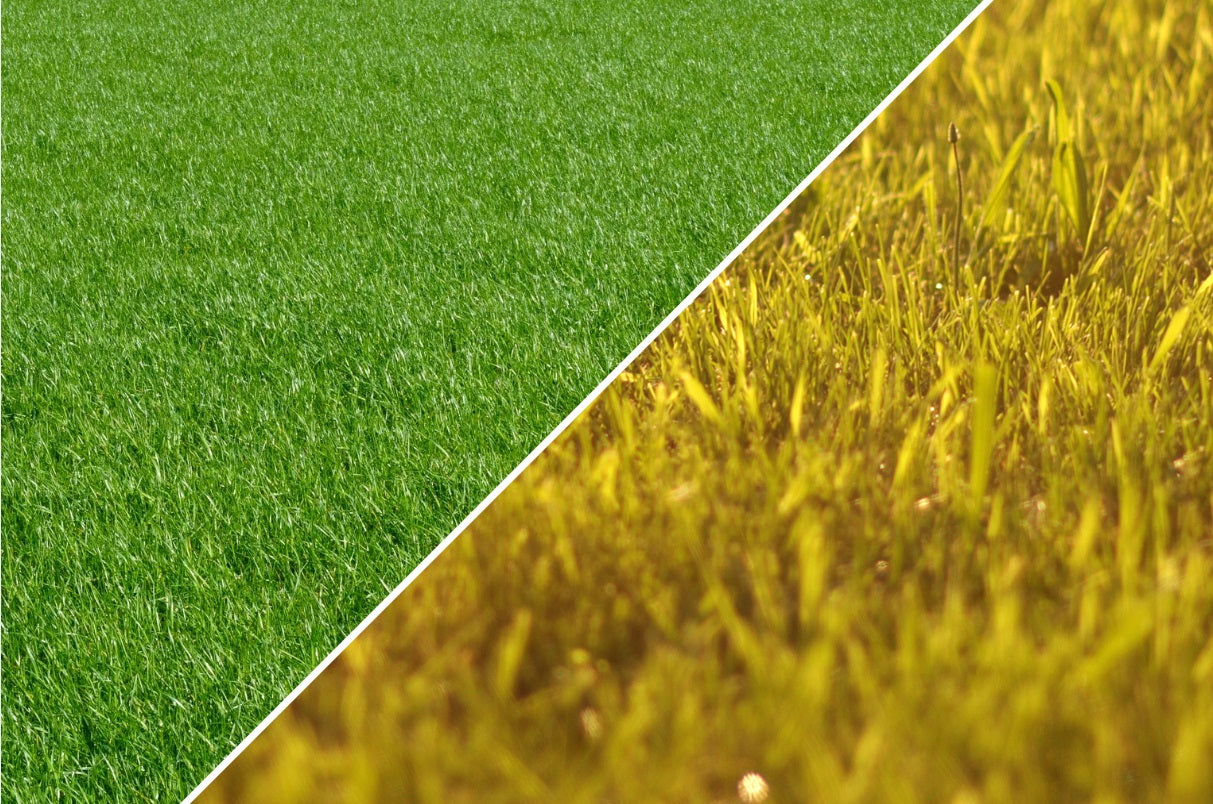 Cool-season Grass vs Warm-season Grass