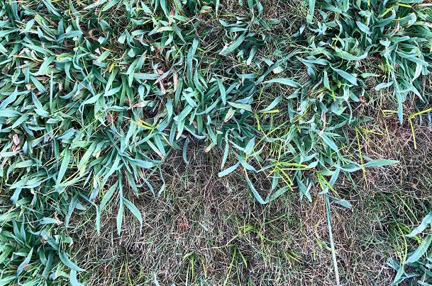 How to Get Rid of Crab Grass in the Summer?