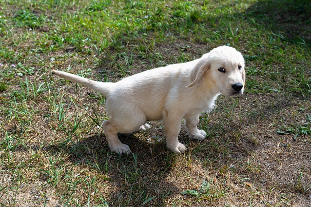 Does Dog Pee Kill Grass?