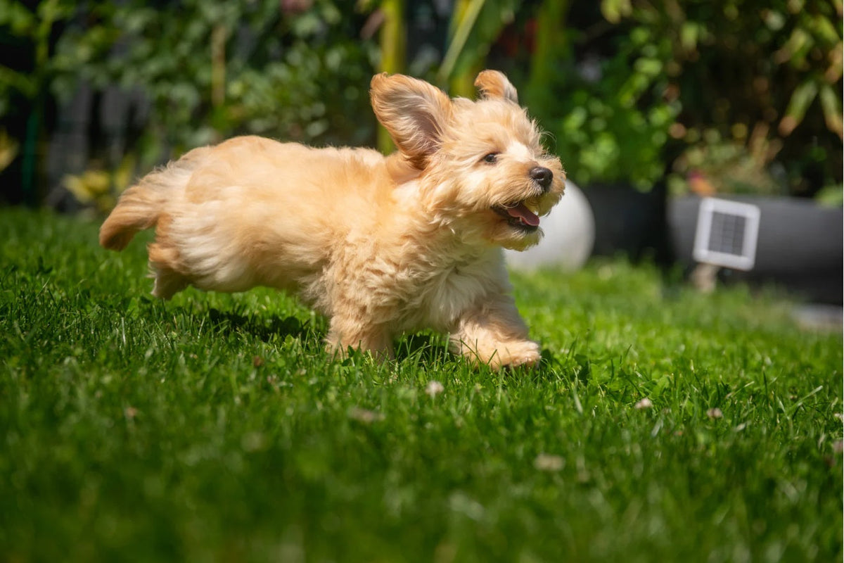Best Grass for Dogs