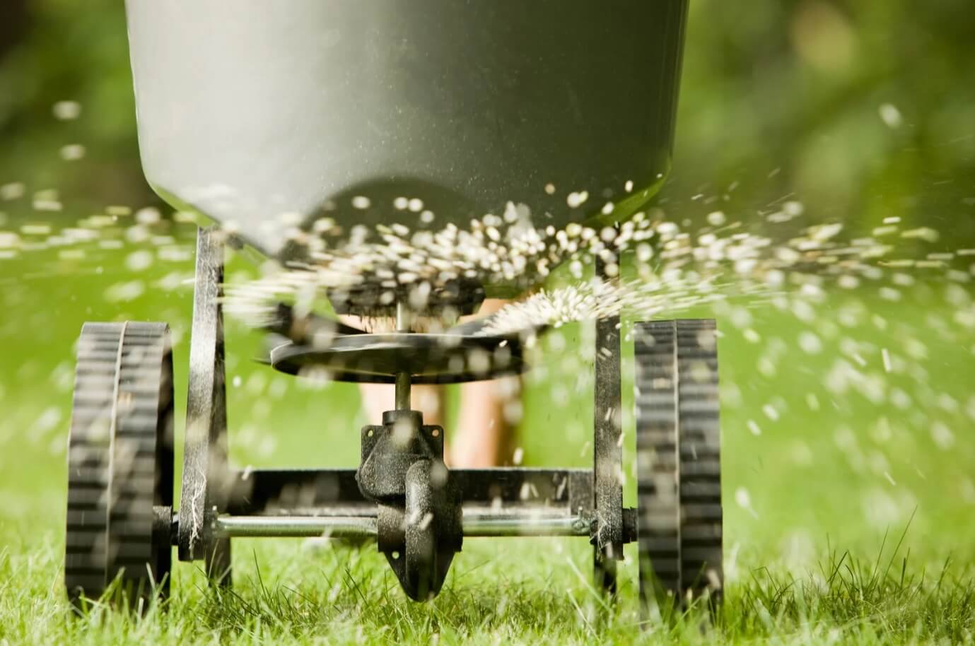 How to Fertilize Your Lawn?