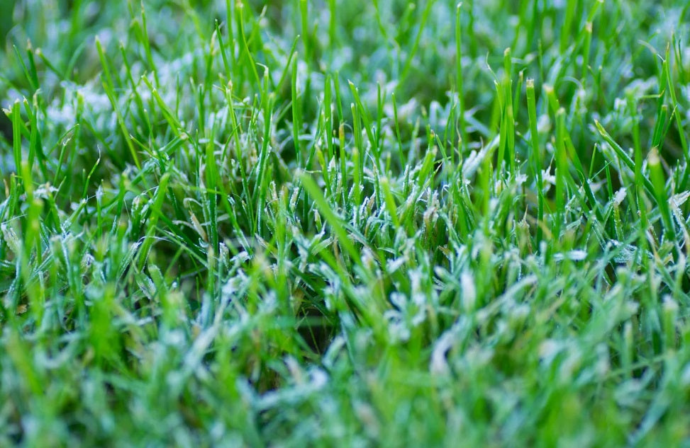 When to stop mowing your lawn in winter