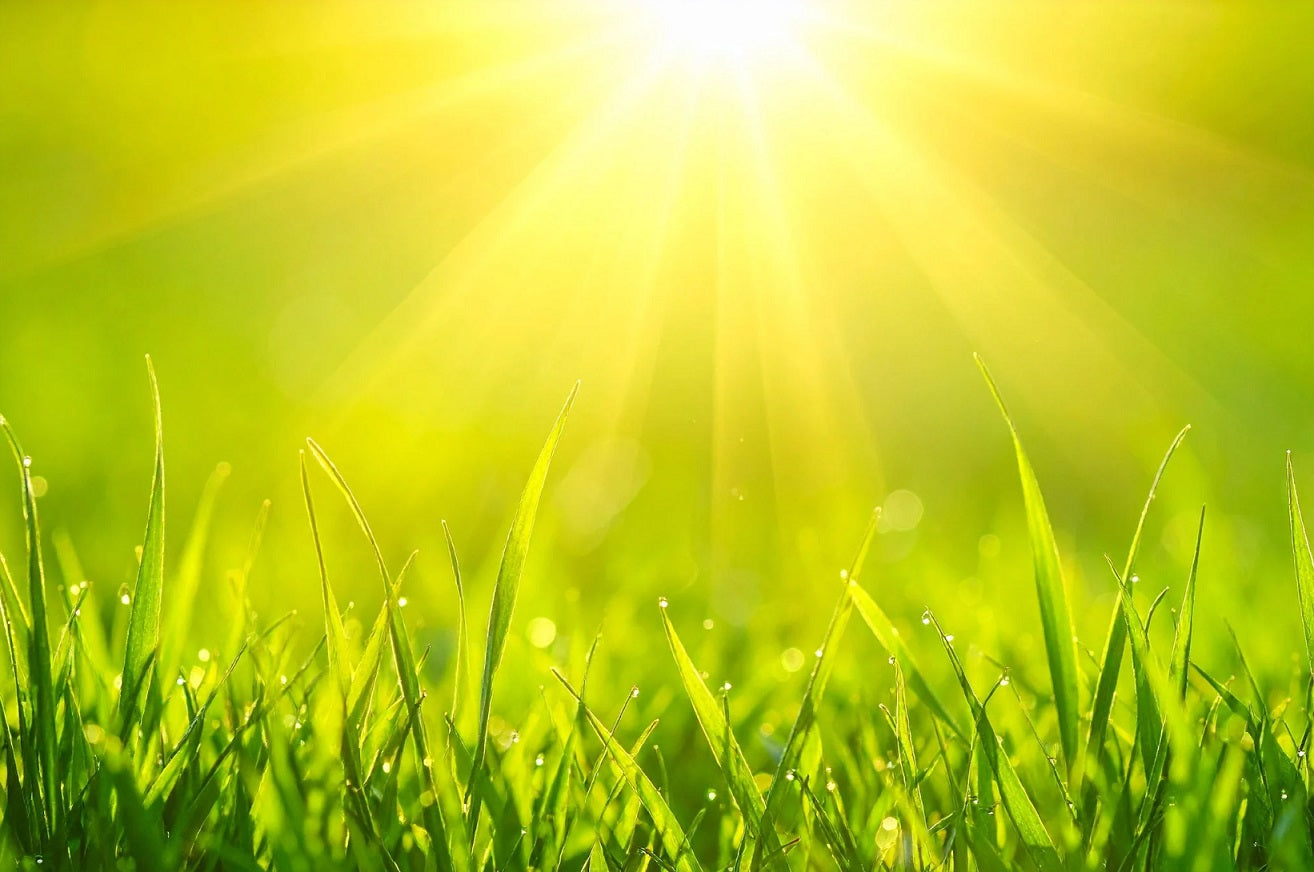 How to Keep Your Lawn Green in Summer