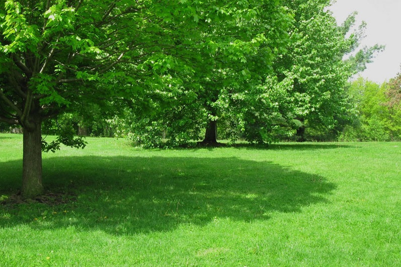 Best Grass for Shade