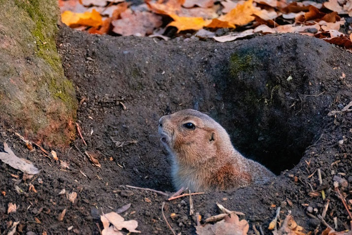 How to Get Rid of Groundhogs in Your Yard